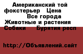 Американский той фокстерьер › Цена ­ 25 000 - Все города Животные и растения » Собаки   . Бурятия респ.